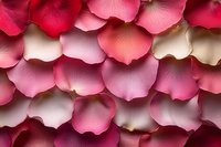 Delicate rose petals arranged in overlapping rows create romantic pattern in shades of pink and red, soft natural lighting enhances texture and depth for wedding designs.