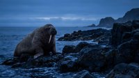 Large walrus resting on rocky Arctic coastline during blue hour twilight with ocean waves and distant mountains creating dramatic polar wildlife scene.