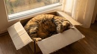 Tabby cat sleeping peacefully in cardboard box by sunny window. Cozy feline resting in makeshift bed with warm natural lighting streaming through glass.
