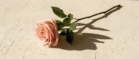 Single pink rose with green leaves casting dramatic shadow on textured beige surface for romantic greeting cards and wedding invitations.