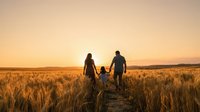 Family of three walking through golden wheat field at sunset, holding hands together in rural countryside landscape.