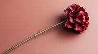 Single burgundy red carnation flower with green stem on soft pink background for romantic greeting cards and floral arrangements.