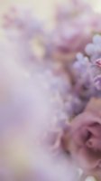 Soft focus lilac and rose flowers with dreamy blurred background, creating romantic and delicate atmosphere suitable for wedding invitations, greeting cards, and spring designs.