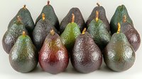 Fresh ripe dark green and burgundy avocados arranged in rows on white background, showing natural variations in color and texture of whole uncut fruit.