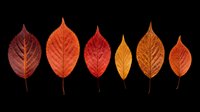 Six autumn leaves in red, orange, and gold tones, isolated on transparent background. Ready for T-shirts, stickers, sublimation, and print on demand design use.