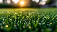 Fresh morning dew drops sparkle on vibrant green grass blades at sunrise, creating magical bokeh effect with golden sunlight and natural lens flare in background.