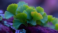 Vibrant green ginkgo biloba leaves growing on purple rock with soft bokeh background, showcasing natural contrast in botanical environment.