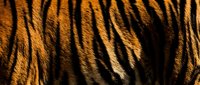 Close-up of tiger fur texture with natural striped pattern, showcasing warm golden-orange and black coloring for wildlife, nature, and animal design projects.