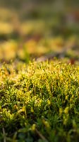 Close-up of vibrant green moss with yellow-green tones and shallow depth of field, ideal for nature and botanical backgrounds.