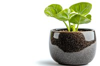 Young Pilea peperomioides plant with round green leaves growing in modern gray ceramic pot against white background, isolated houseplant for interior decor.