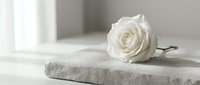Single white rose lying on marble surface with soft natural lighting creating elegant minimalist composition for romantic occasions and luxury decor.