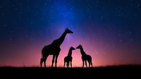 Giraffe family silhouettes against starry night sky with purple and blue gradient horizon creating peaceful African wildlife scene for nature designs.