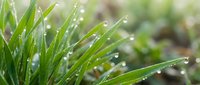 Fresh green grass blades covered with morning dew drops, ideal for nature, gardening, and environmental design projects.