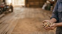 Farmer holding handful of peanuts in shell at harvest time, agricultural worker displaying crop yield in field setting for farming and agriculture industry use.