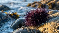 Purple sea urchin with spiny shell resting on rocky coastline during golden hour with ocean waves and seaweed in background for marine biology education.