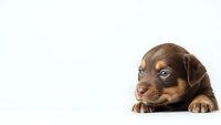 Adorable brown and tan puppy lying down with paws crossed on white background. Cute young dog with expressive eyes isolated for design projects.