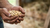 Male farmer with weathered hands holding harvested peanuts, showcasing agricultural produce and crop cultivation for farming, food production, and harvest themes.