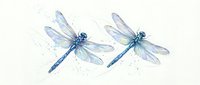 Two elegant blue dragonflies with translucent wings and delicate watercolor splashes on white background, isolated for design projects and nature themes.