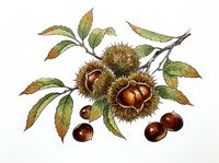 Chestnut branch with spiky burrs, glossy nuts, and autumn foliage isolated on white background. Botanical illustration suitable for packaging, educational materials, and design projects.