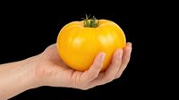 Hand holding a large ripe yellow tomato, isolated on transparent background. Ready for stickers, print on demand, T-shirt design, clipart, and sublimation use.