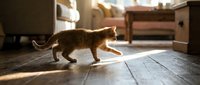 Ginger tabby cat walking across wooden floor in sunlit living room with furniture and home interior in soft focus background.