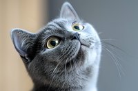 Close up portrait of curious British shorthair cat with grey fur and bright yellow eyes looking up. Soft focus background creates dreamy pet photography effect.