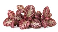 Cluster of red and pink caladium leaves with cream-colored veining, isolated on white background, suitable for botanical designs, gardening content, and horticultural projects.