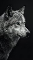 Majestic wolf portrait in black and white showing detailed facial features and intense gaze against dark background for wildlife photography projects.