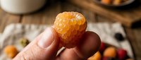 Golden raspberry held in hand against rustic wooden surface with scattered berries and kitchen items, perfect for food and culinary content.