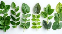 Fresh green leaves and herbs arranged in rows on white background, variety of botanical specimens showing natural textures and patterns, isolated for design use.