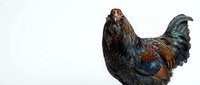 Marans chicken hen with dark feathers and copper highlights standing on white background isolated for poultry farming and livestock design projects.