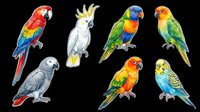 Colorful parrot collection featuring six isolated birds including macaws, cockatoos, and budgies on transparent background. Ready for t-shirt designs, clipart, stickers, and print-on-demand products.