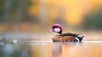 Male wood duck with distinctive burgundy head and ornate plumage gliding peacefully across calm water during golden hour, reflection visible in smooth lake surface.