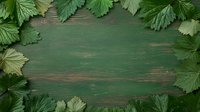 Fresh grape leaves create natural border frame on rustic green wooden background, copy space in center for menu, food or wine presentation.