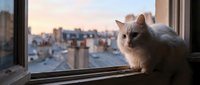 White cat sitting on windowsill overlooking urban cityscape at sunset, gazing out at metropolitan skyline from high-rise apartment window.