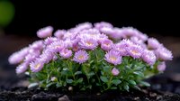 Pink aster flowers blooming in garden soil, macro photography showing delicate petals and green foliage against dark background, natural floral composition.