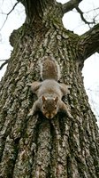 Squirrel climbing down tree trunk with textured bark, viewed from below against overcast sky, wildlife and nature photography.