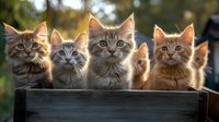 Four adorable fluffy kittens with long fur sitting in rustic wooden box, backlit by golden sunlight creating glowing halos around their ears, looking at camera.