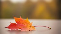 Single autumn maple leaf with vibrant orange and red colors lying on wooden surface with warm blurred background creating peaceful seasonal atmosphere.