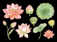 Lotus flowers and lily pads isolated on transparent background, ready for t-shirt designs, clipart, stickers, sublimation, and print-on-demand products.