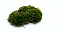 Lush green moss clump with natural texture and exposed roots isolated on white background, suitable for design, nature graphics, and botanical projects.