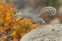Gray squirrel leaping from boulder against vibrant autumn foliage background, displaying natural wildlife behavior in fall season woodland habitat.
