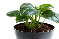 Young Monstera deliciosa plant growing in black plastic pot with fresh green heart-shaped leaves and moist soil, isolated on white background for gardening design.