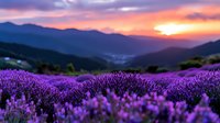 Lavender field at sunset with purple flowers blooming in mountain valley landscape. Dramatic colorful sky with golden hour lighting over rolling hills countryside.