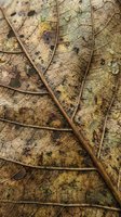 Aged autumn leaves with detailed vein patterns and natural decay spots, showcasing organic textures and earthy tones for nature and seasonal design projects.