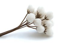 Soft white cotton plant bolls on brown stem isolated on white background, natural organic material for textile industry and sustainable fashion.