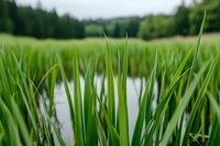 Fresh green reeds growing in wetland pond with blurred forest background, close-up view of marsh vegetation in natural environment creates serene atmosphere.