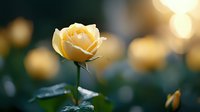 Delicate cream-colored rose bloom with soft bokeh background creates dreamy romantic atmosphere. Single flower head stands out against blurred golden lights.