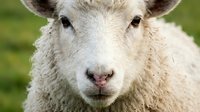 White sheep with woolly fleece looking directly at camera in pastoral setting. Suitable for agriculture, farming, livestock, and rural lifestyle content.