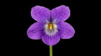 Purple violet flower with yellow center isolated on transparent background, ready for t-shirt design, stickers, clipart, sublimation, and print on demand projects.